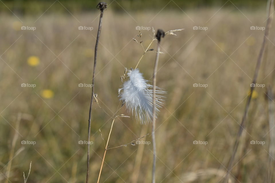 Feather entangled in weeds