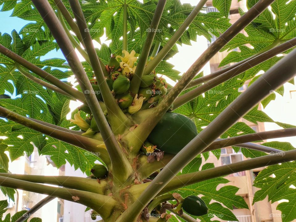 Papaya tree