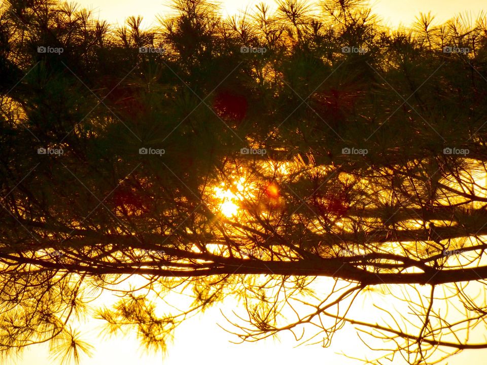 Sunset they the tree