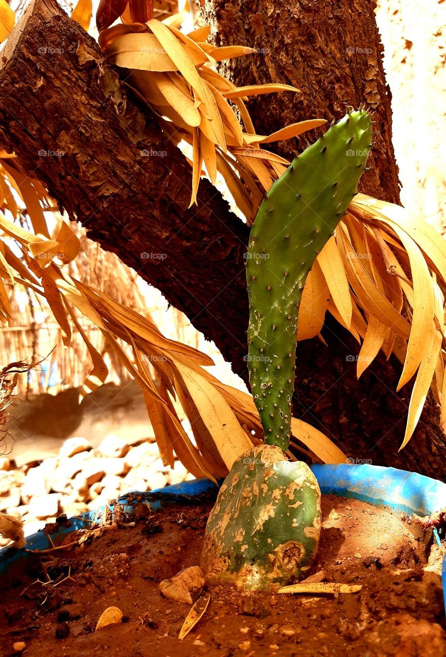 The Henna plant (Lawsonia inermis) is a small shrub known for its aromatic leaves, which are used to create henna dye. The plant produces small white or red flowers and is commonly cultivated in tropical and subtropical regions.