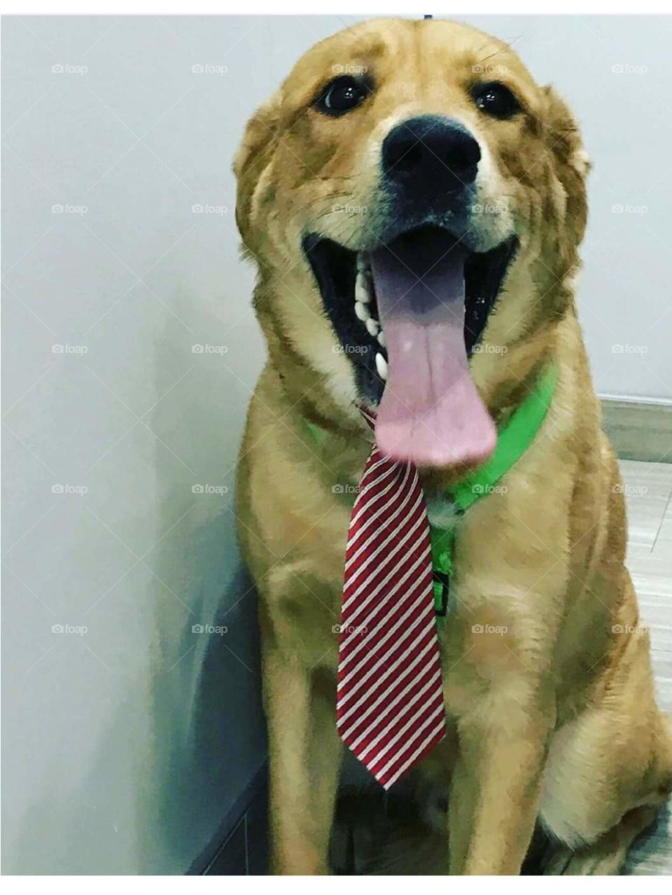 happy dog with a tie