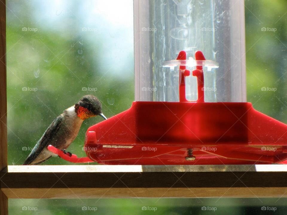 Ruby Hummingbird 