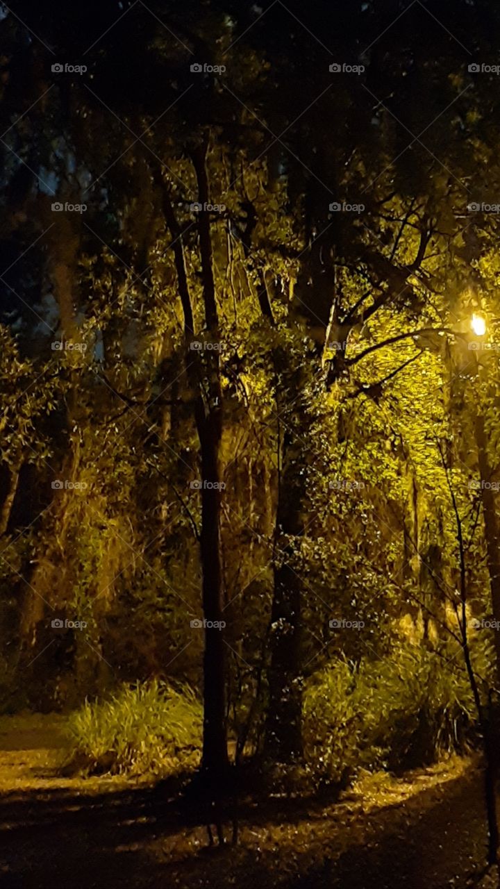 nite time shot of street light shines on the trees