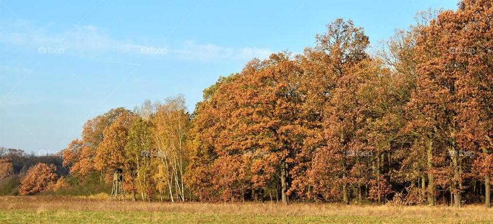 Forest in autumn colors