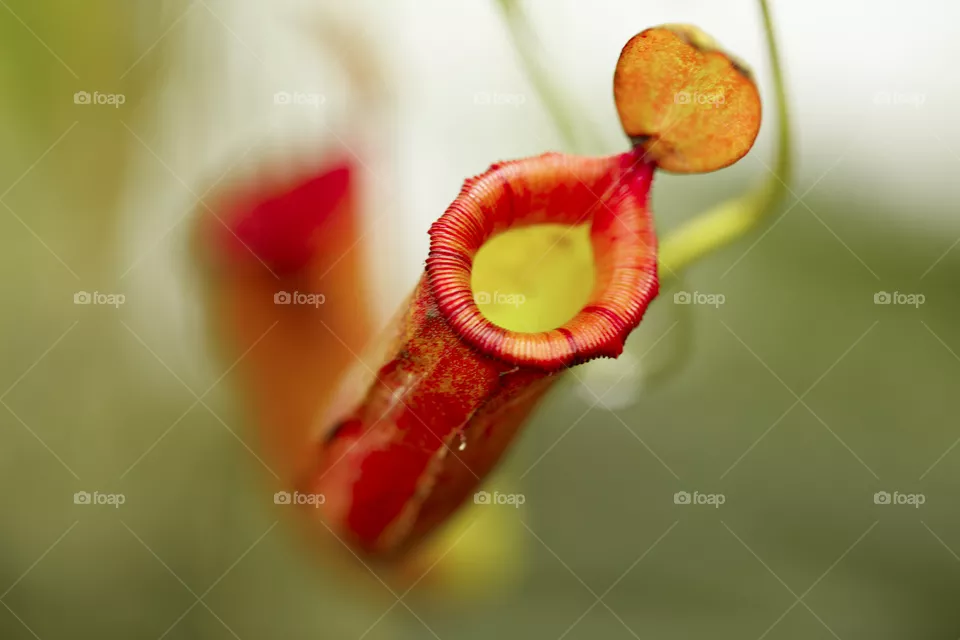 Red flowers 
