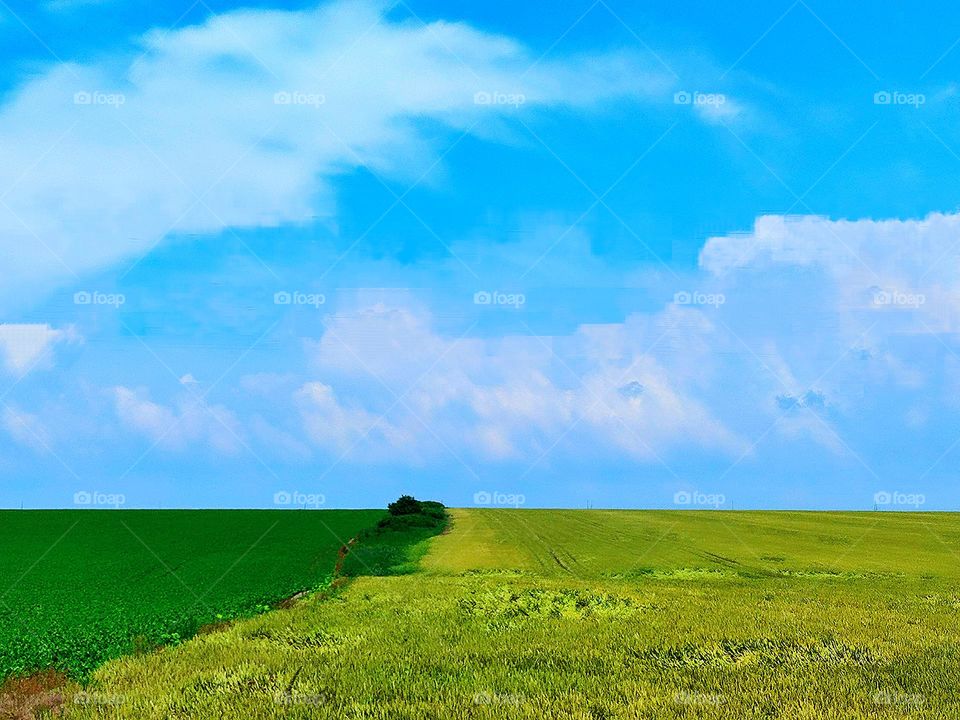 Countryside. Wide margins with color difference. One field with light green wheat, the second field with dark green sunflowers.Contrast blue sky