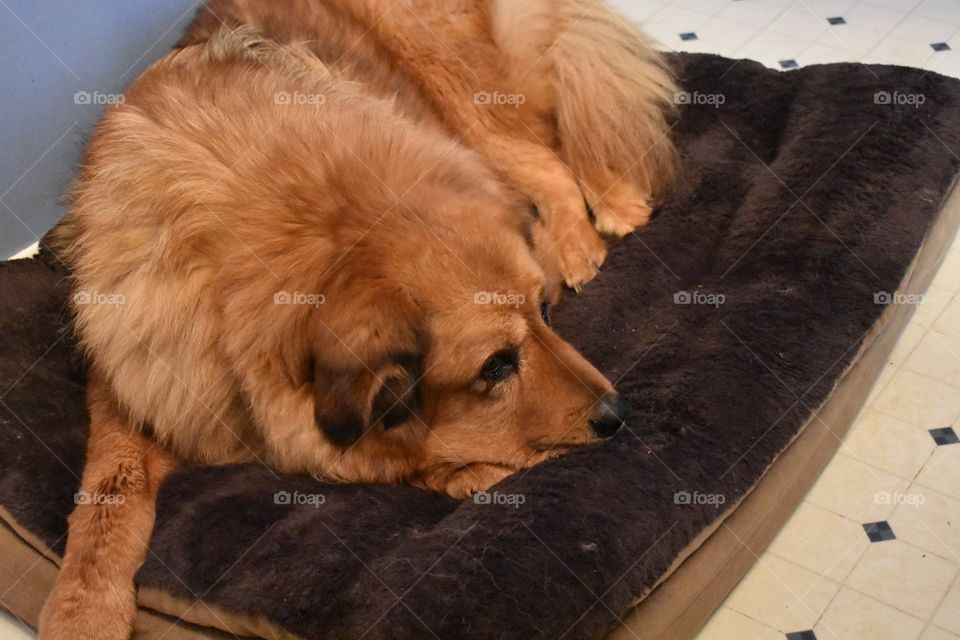 Iggy Pup Tibetan Mastiff