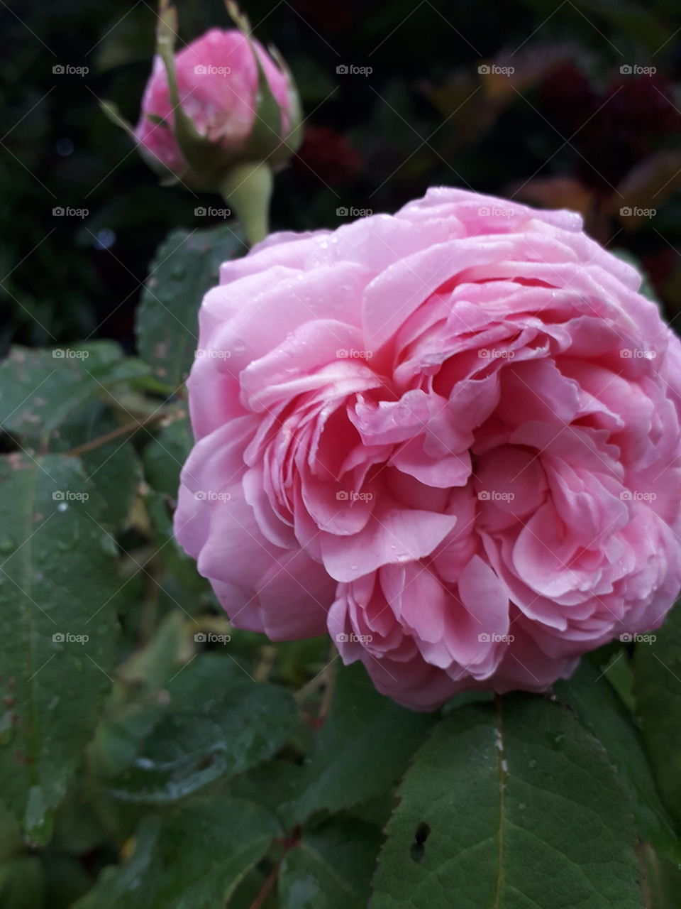 pink rose after rain