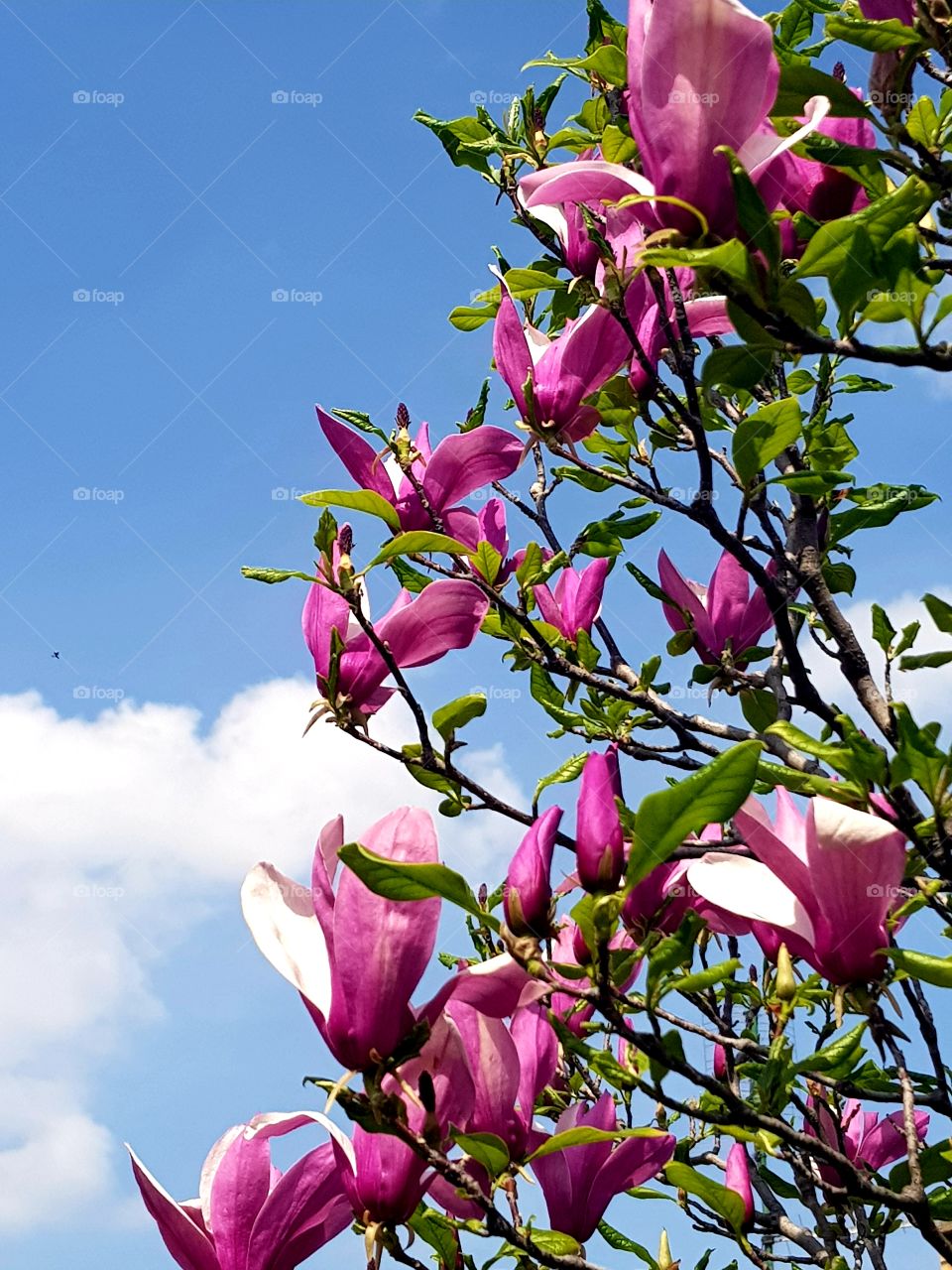 flower magnolija