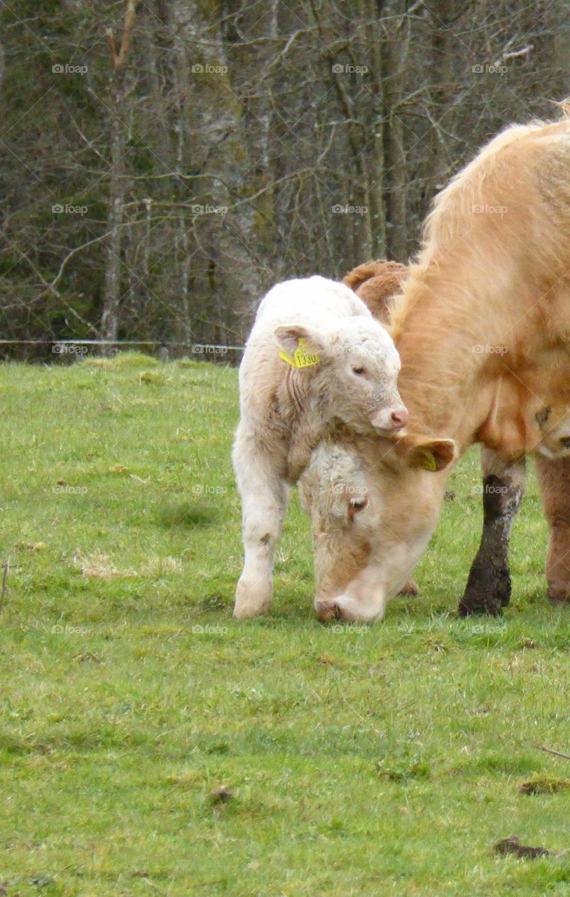 baby calf with mom cow