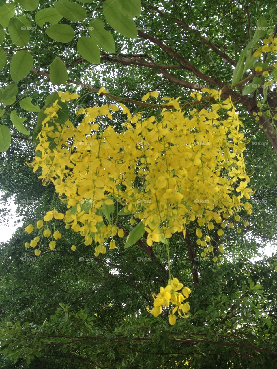 Cassia fistula, golden tree, National Thailand Tree. Songkran Festival.