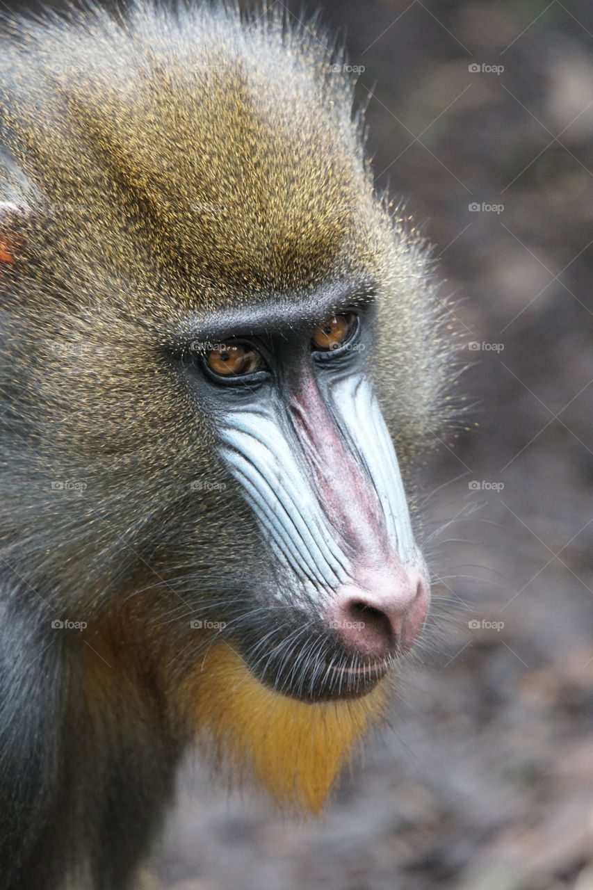 Juvenile mandrill 