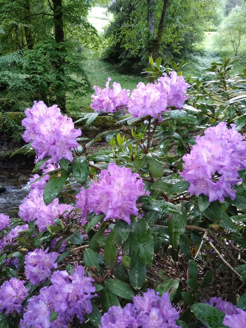 Kurpark in Bad Wildbad