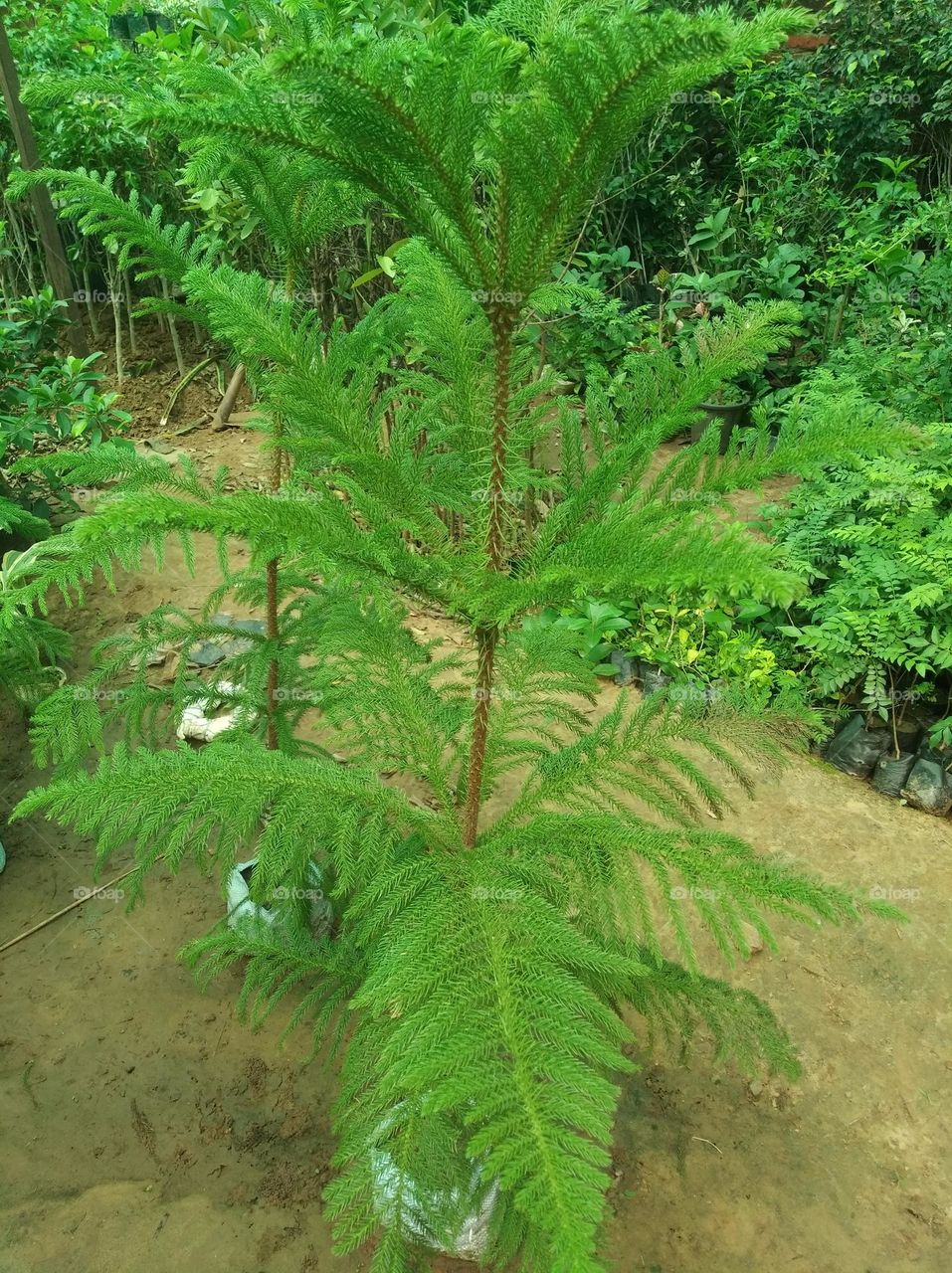 green shurb small size looks very beautiful generally found everywhere seasonal fresh