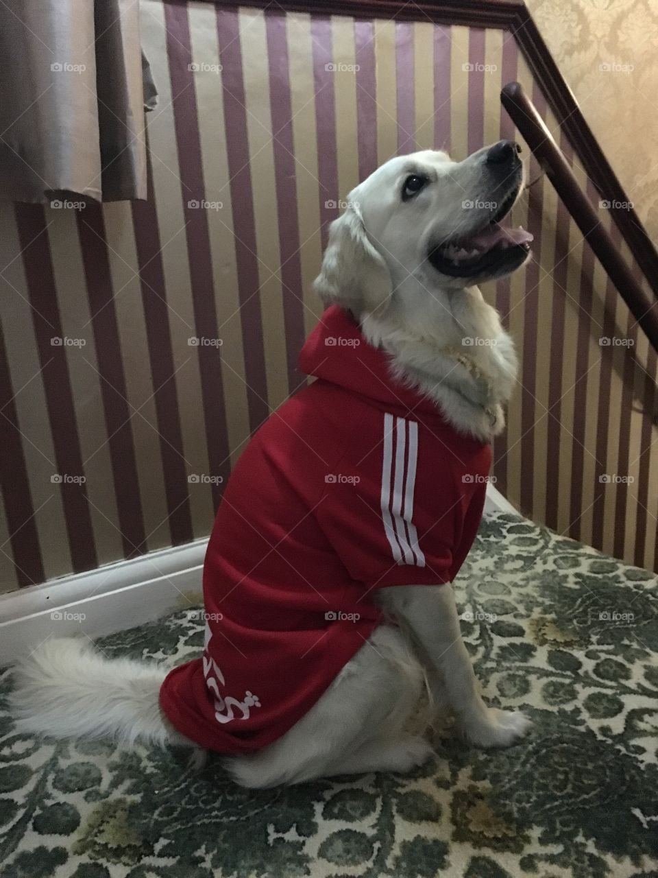 Dog, Canine, One, Pet, Mammal