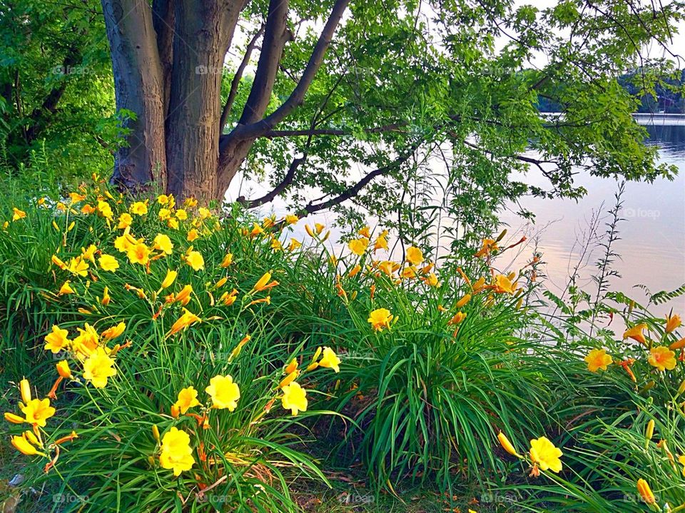 Scenic view of a lake