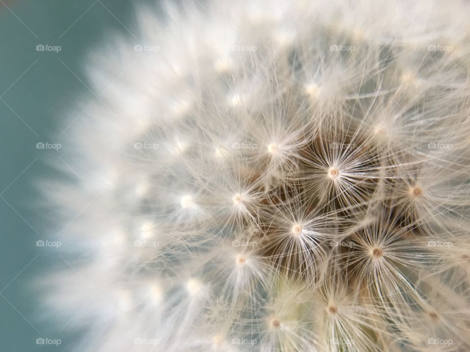 Close up of a Dandelion Clock