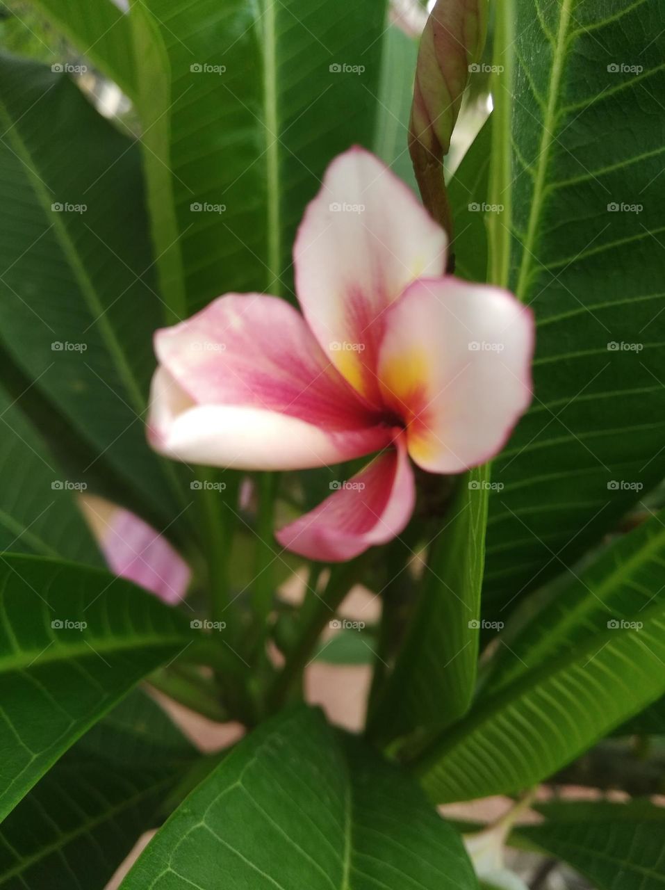 white and pink flower seasonal fresh shurb small size looks very beautiful generally found everywhere