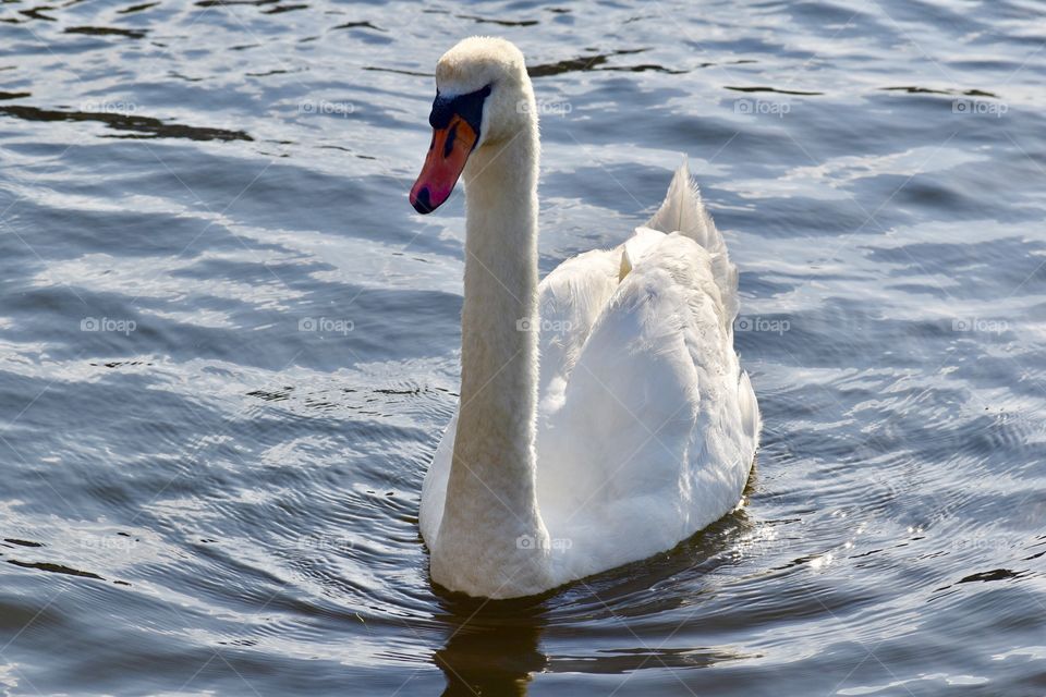 Swan