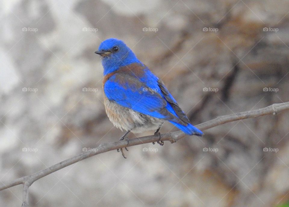 Western Bluebird