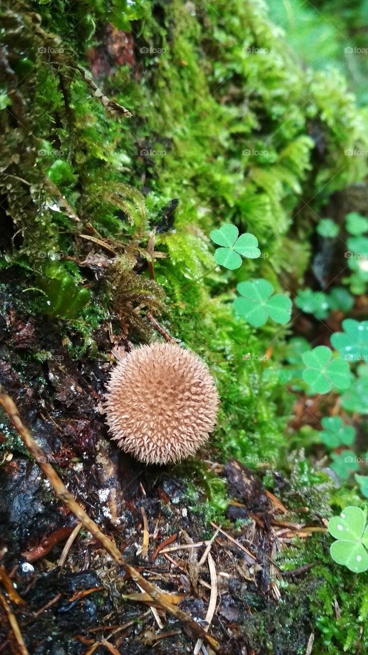 Forest mushroom