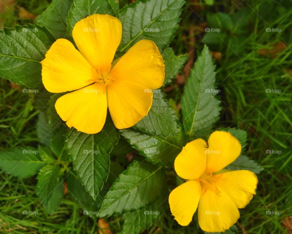 Yellow flowers on the garden