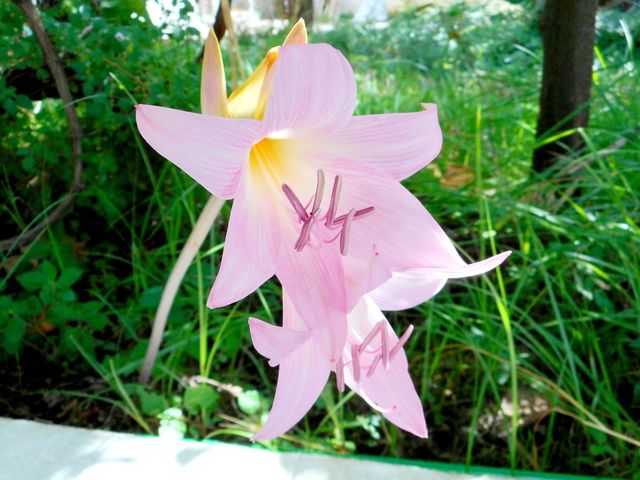 Pink amarily belladonna on a September day on the Italian island of Ischia