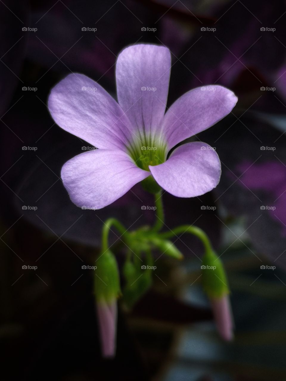 Beautiful lilac flower