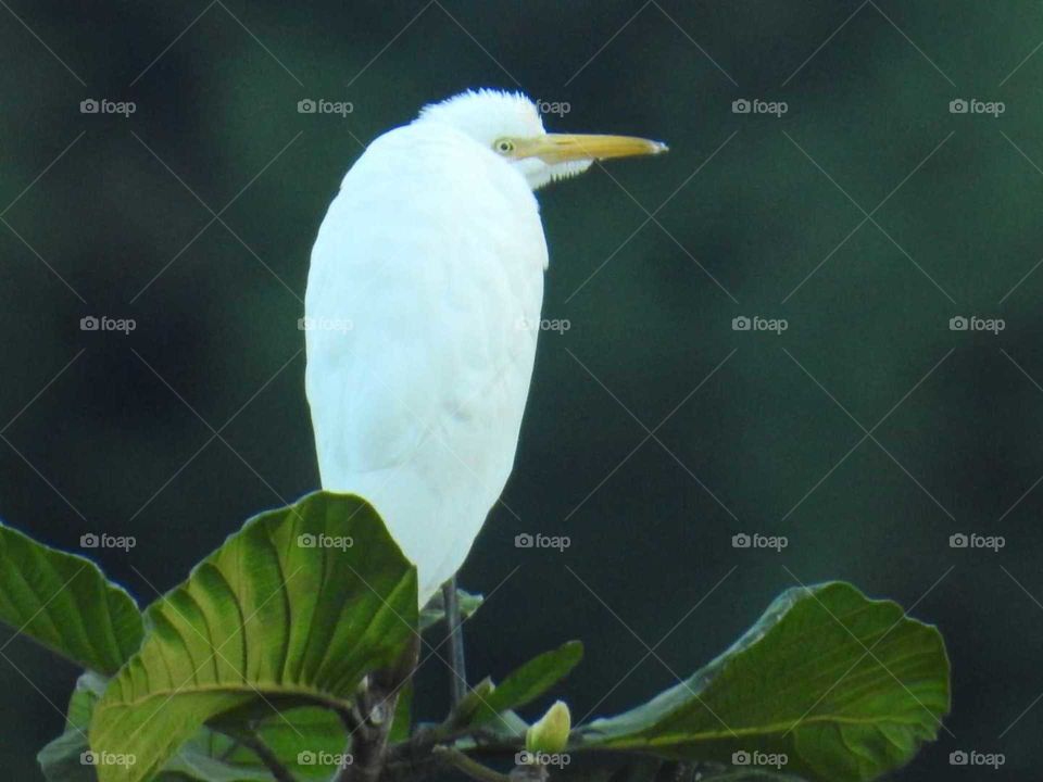 Lovely white crane standing on tree.
