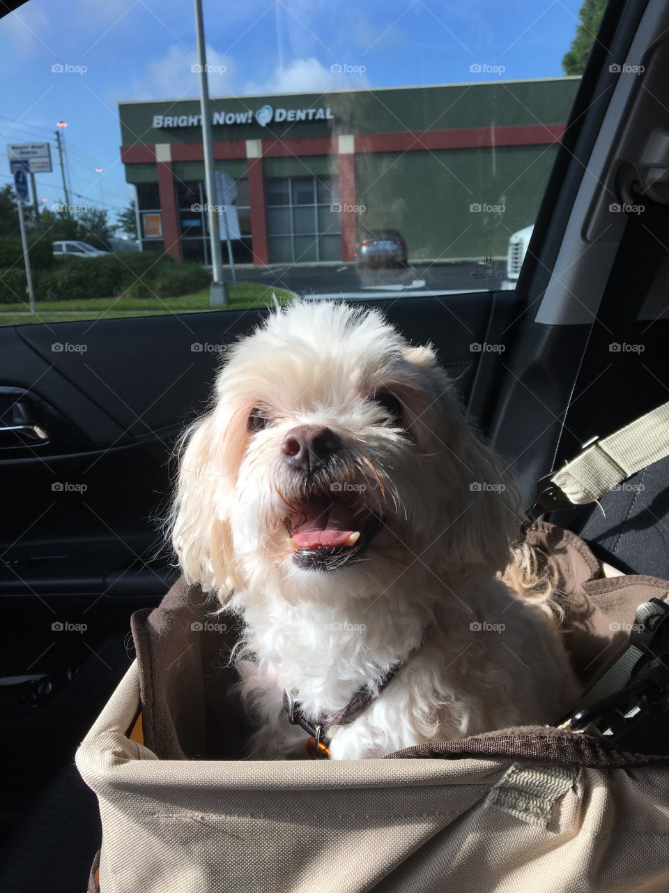 Happy dog riding in car
