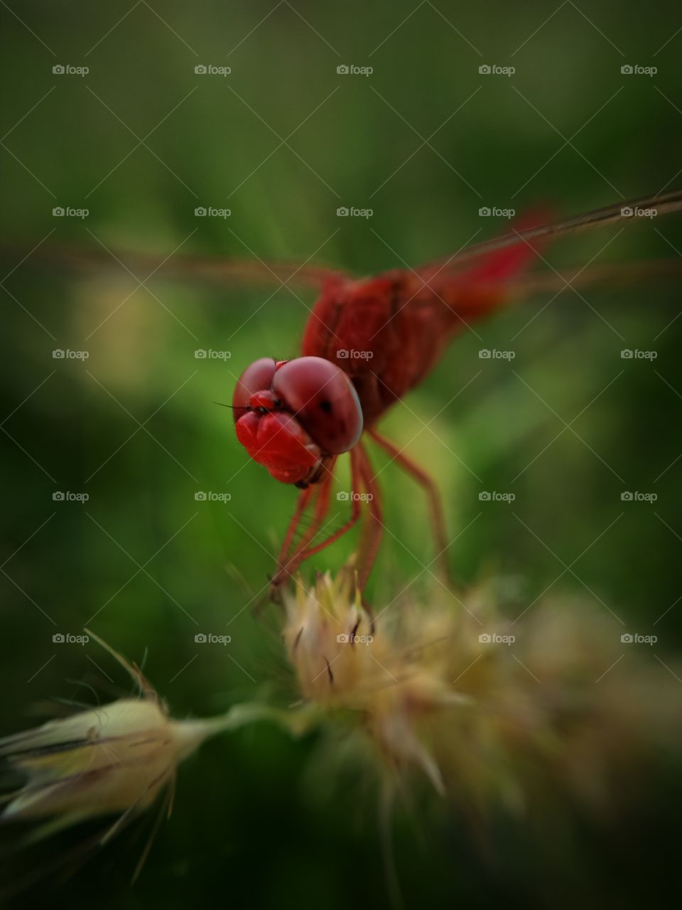 Scarlett Dragonfly