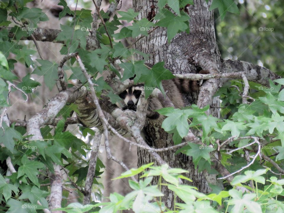 raccoon hiding