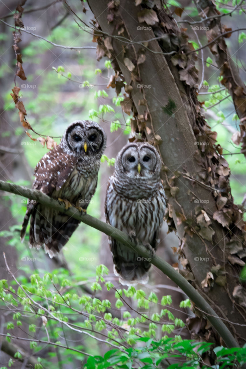 Male and female barred owls in forest purched on limb with light green foliage.