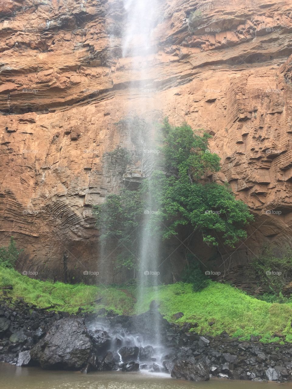 Waterfall tree