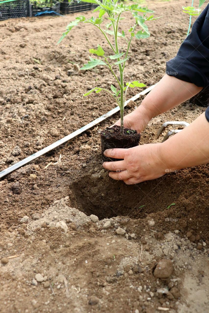 Plant Plants to Celebrate Earth Day