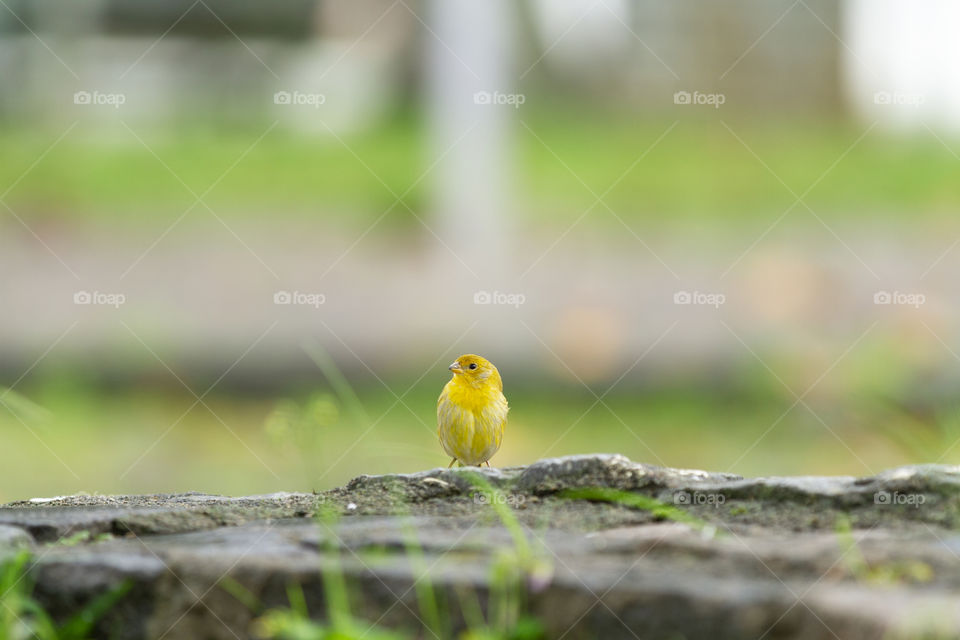 Nature of Brazil - Beautiful bird.