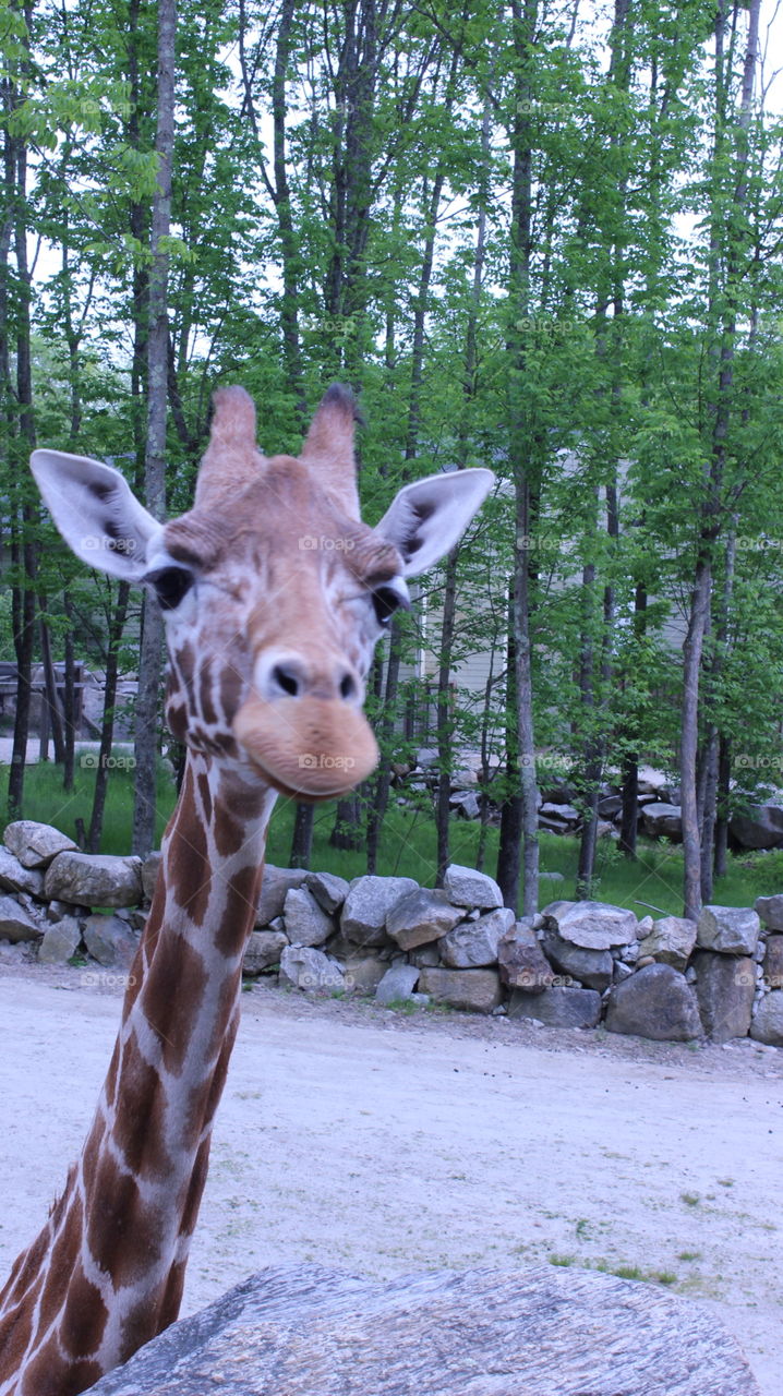 A giraffe peeks above a rock to say “hello”