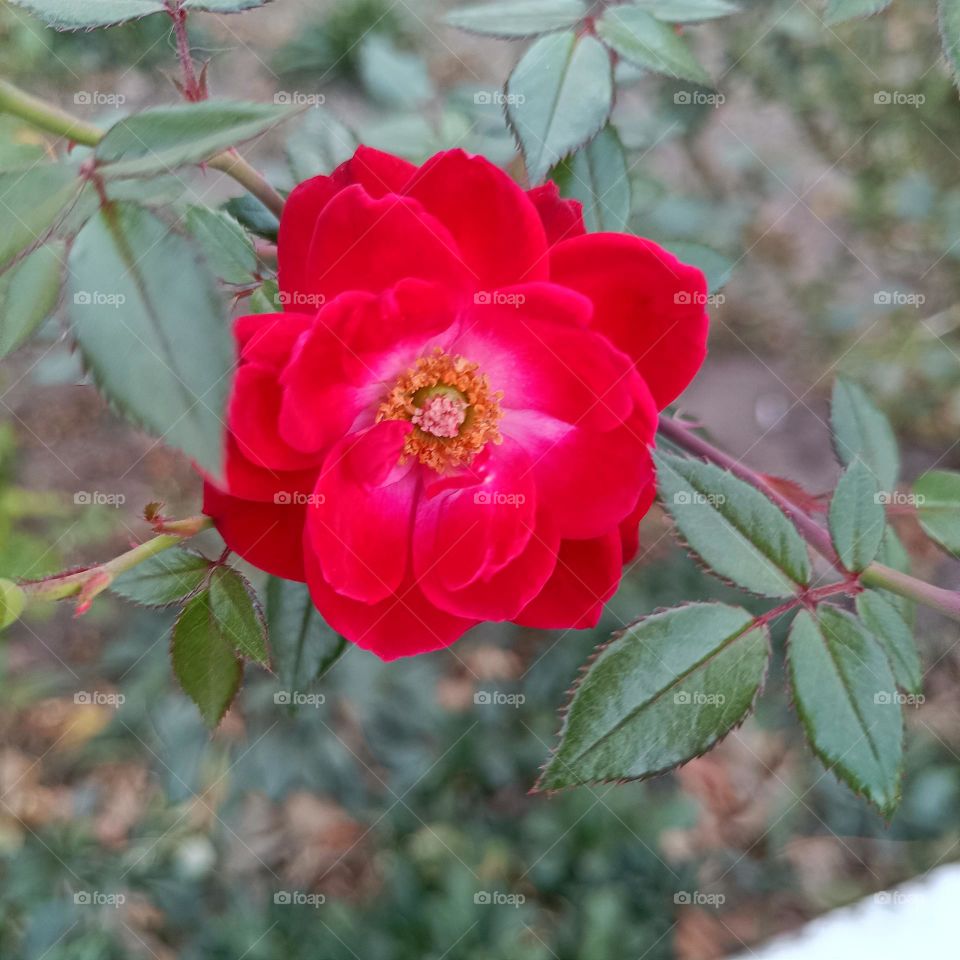 Beautiful red flower
