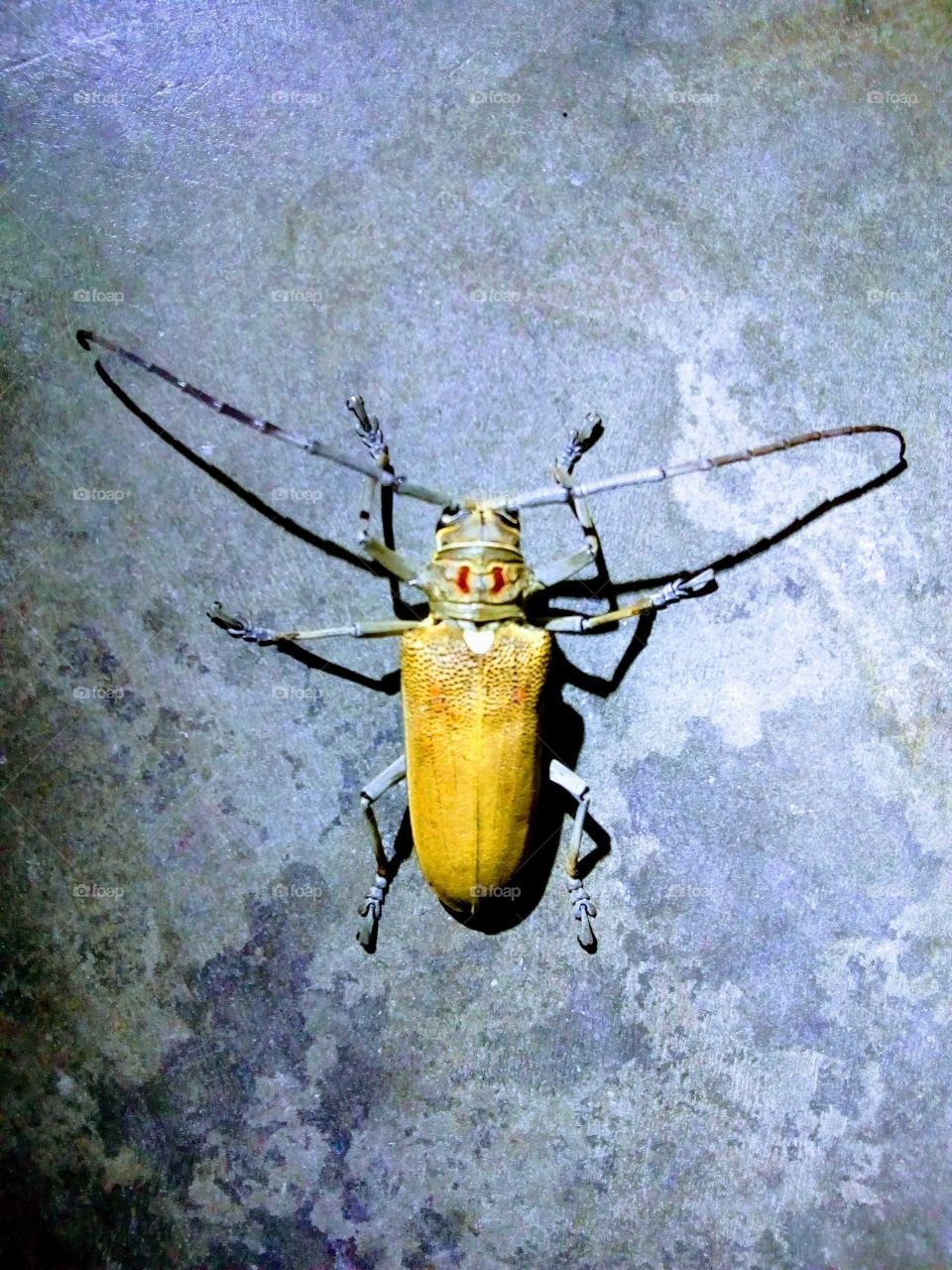 Insect.