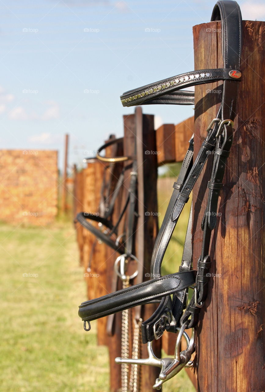 Horse bridle hanging on a fence