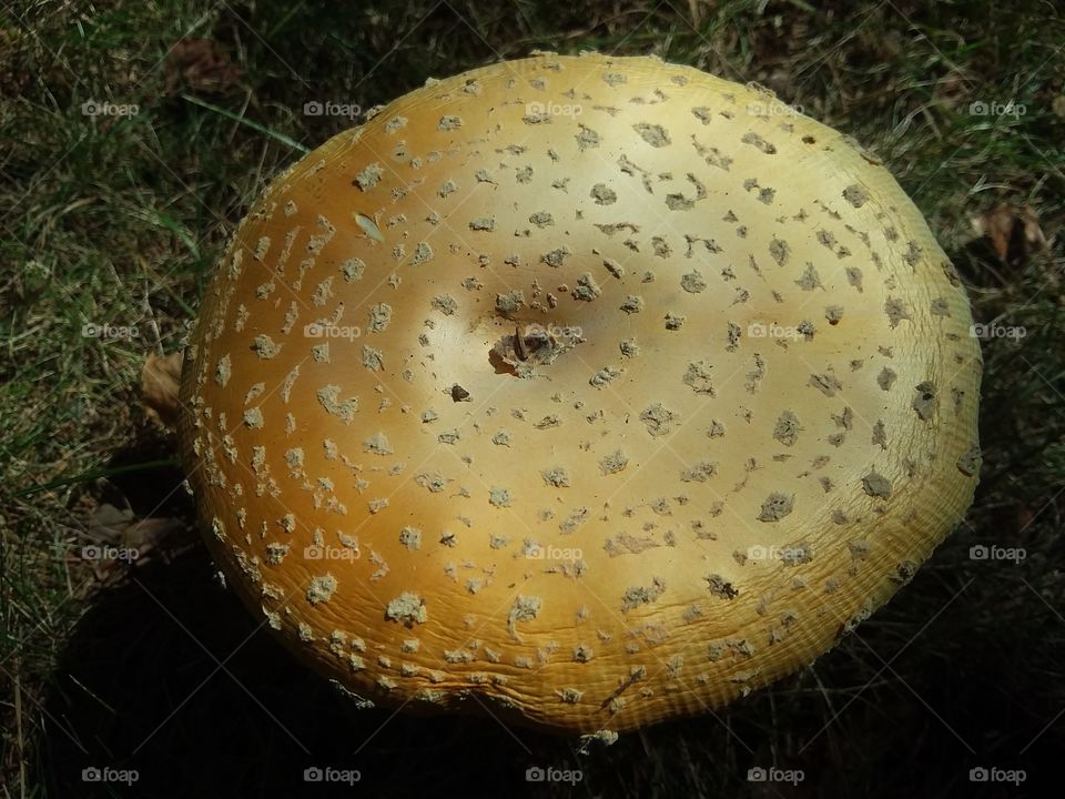 mushroom