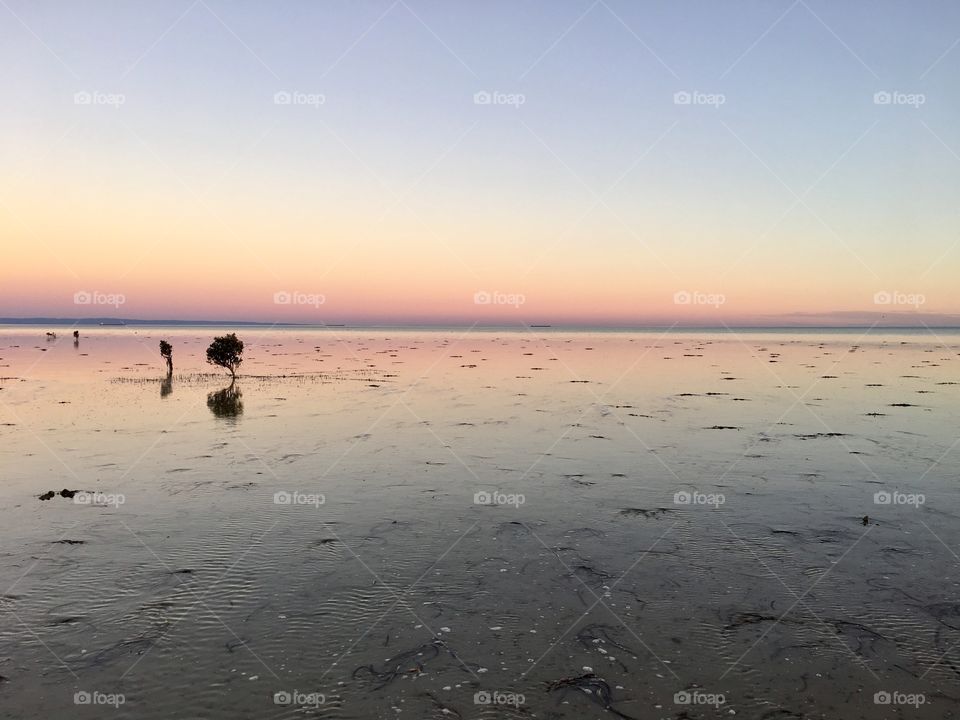 Mangrove bushes silhouetted in the ocean at low tide at sunset in south Australia 