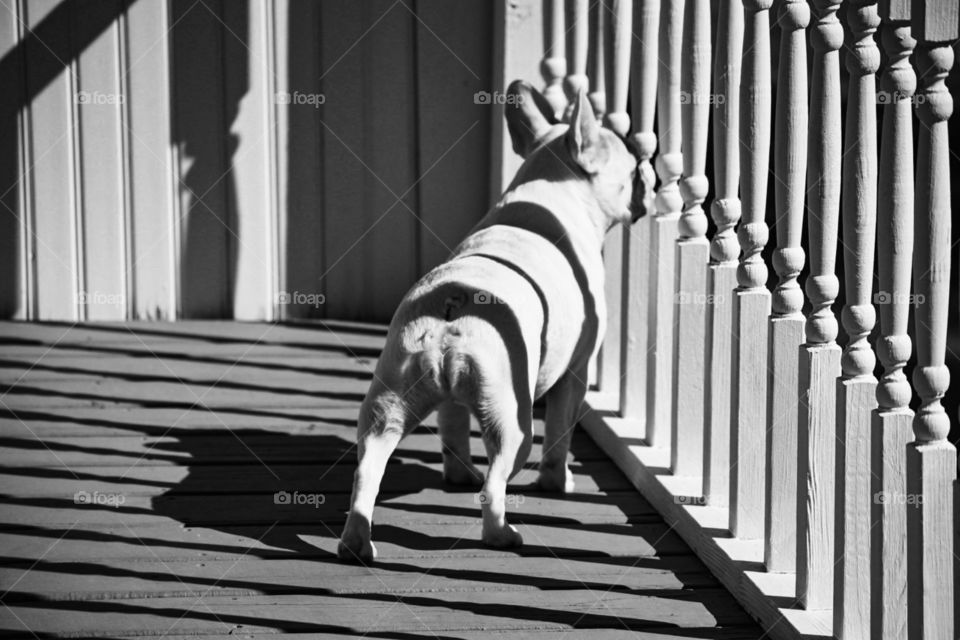 Can you spot a zebra? The shadows made our baby princess, Oyster, the french bulldog, looks like a Zebra! She’s our guard zebra dog! Beware and watch out!