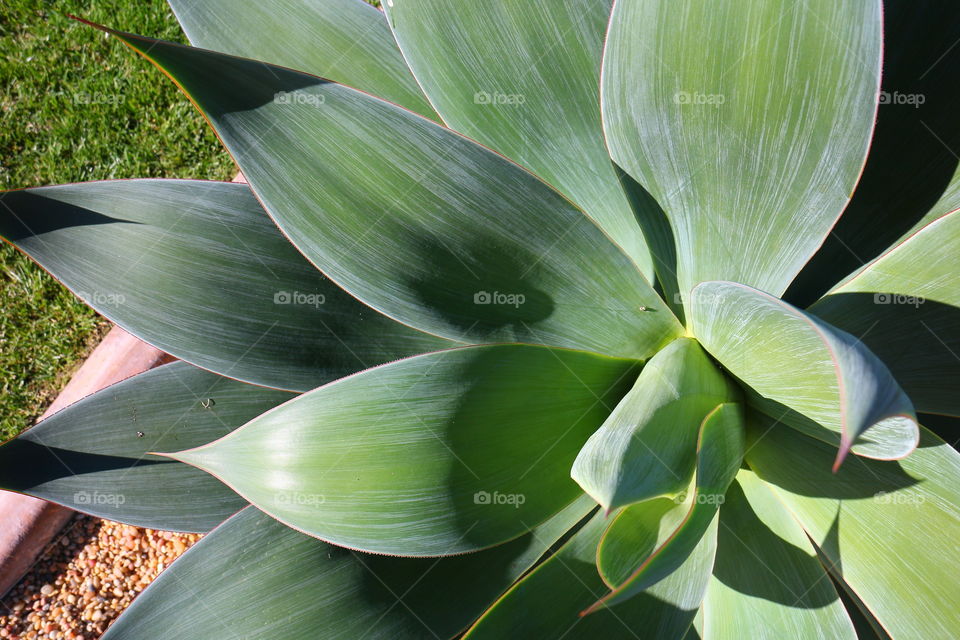 Close-up of green plant leaves