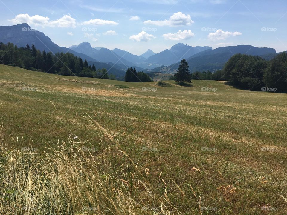 Meadows in summertime 