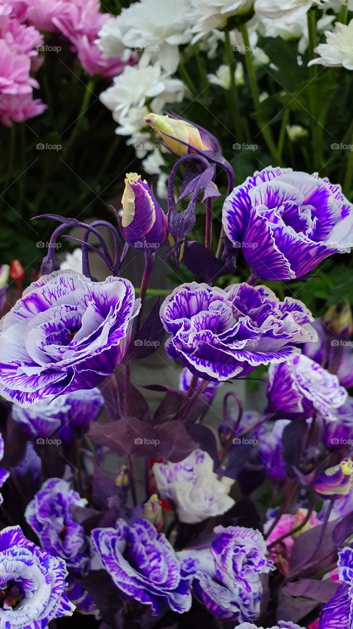 violet flowers closeup