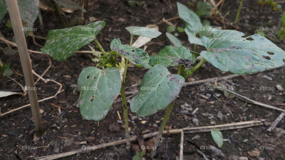 Leaf, Soil, Agriculture, Farm, Flora