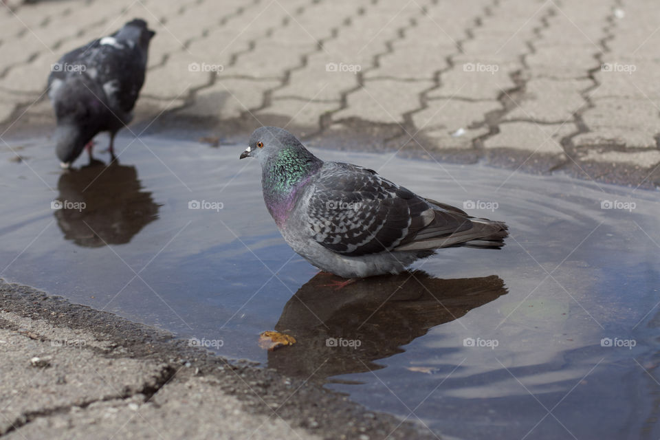 dove swimming in a puddle