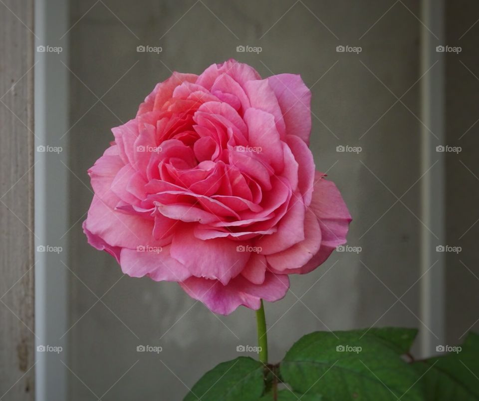 Pink rose