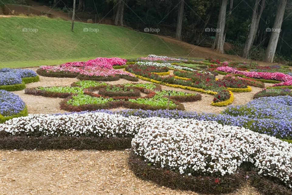 Bushes covered with small flowers and leaves